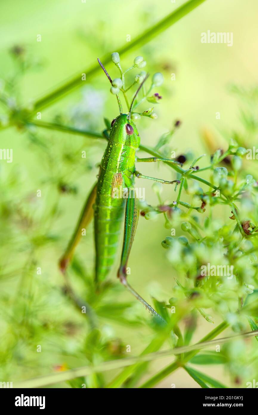 Macro d'insecte de l'insecte commun sur l'herbe Banque D'Images