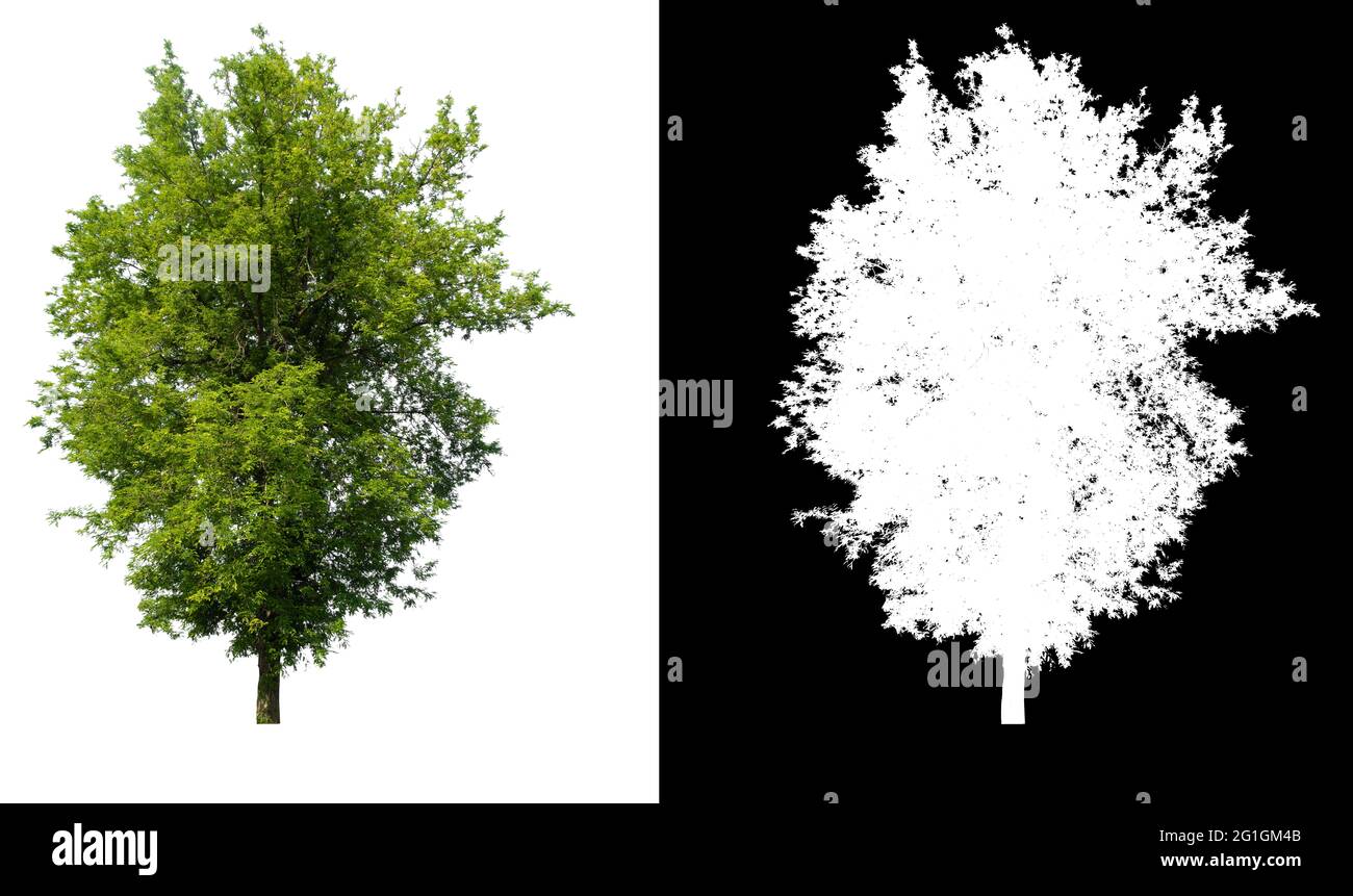 Arbre vert isolé sur fond blanc avec arrière-plan original post-découpé et fond blanc remplacé pour une sélection facile avec chemin de coupures Banque D'Images