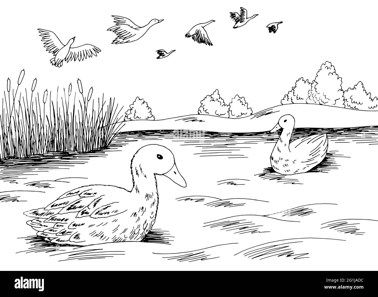 Canard lac oiseau graphique noir blanc paysage esquisse illustration vecteur Illustration de Vecteur