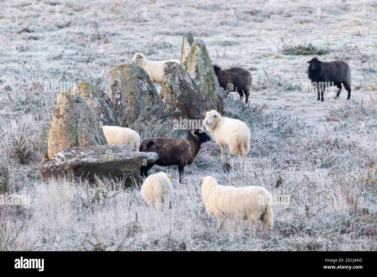 Carnac (Bretagne, nord-ouest de la France) : moutons au milieu des alignements mégalithiques du Kermario Banque D'Images