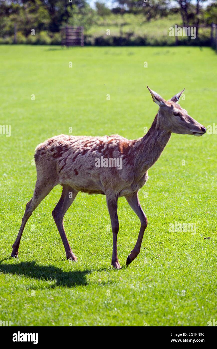 Ferme de cerfs Skypark, West Harting, Petersfield, Hampshire, Angleterre, Royaume-Uni. Banque D'Images