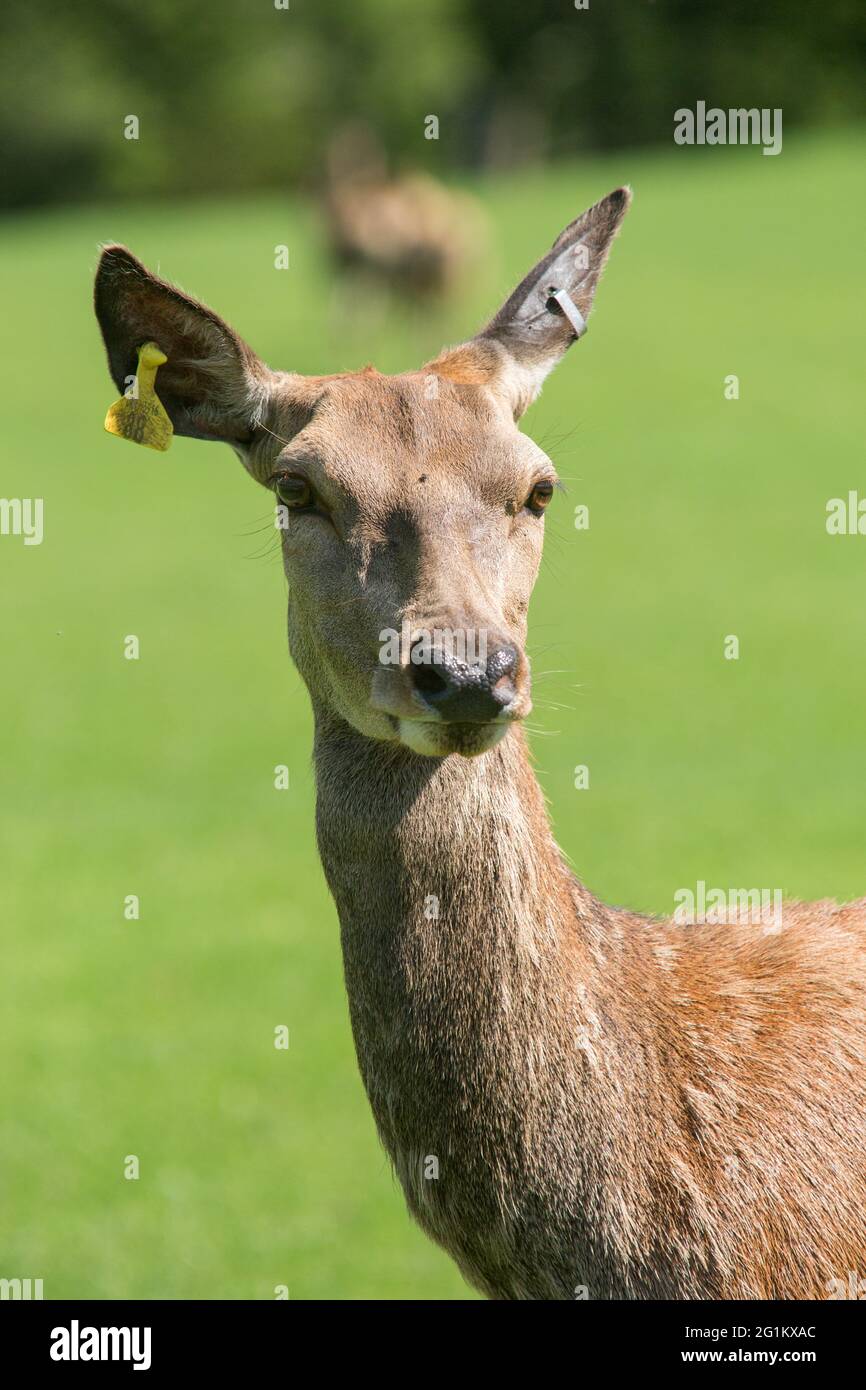 Ferme de cerfs Skypark, West Harting, Petersfield, Hampshire, Angleterre, Royaume-Uni. Banque D'Images