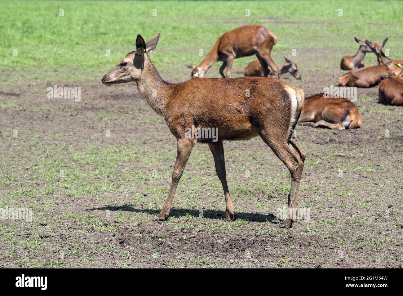 Ferme de cerfs Skypark, West Harting, Petersfield, Hampshire, Angleterre, Royaume-Uni. Banque D'Images