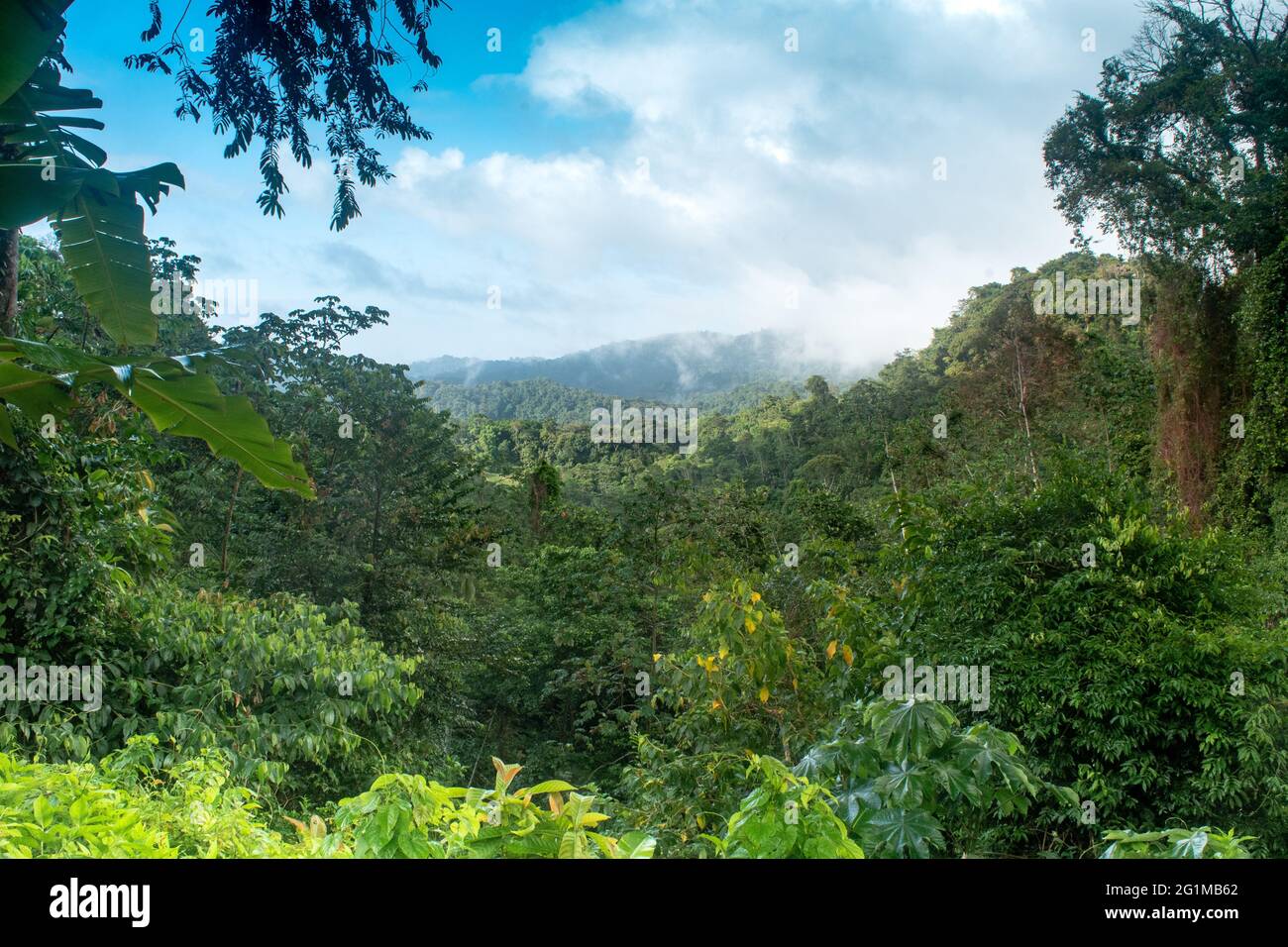 Vue sur l'étendue de la chaîne du Nord à Trinidad, Antilles. Forêt tropicale. Destination de voyage dans les Caraïbes Banque D'Images
