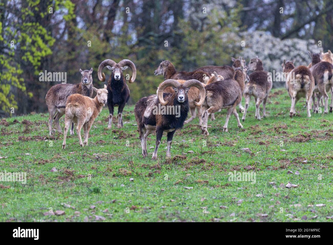 France, haute Saone, Parc privé, Mouflon Rams (Ovis ammon musimon), dans un pré au bord d'une forêt Banque D'Images