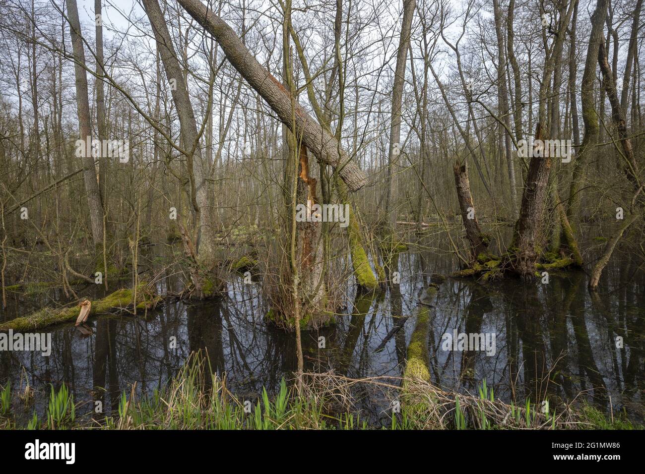 France, Bas Rhin, Forêt commune d'aulne inondée entre Forstfeld et Hatten 67, zone naturelle protégée sensible, forêt inondée, aulne commun, aulne noir, aulne européen, Aulne noir européen, ou simplement aulne (Alnus glutinosa) Banque D'Images