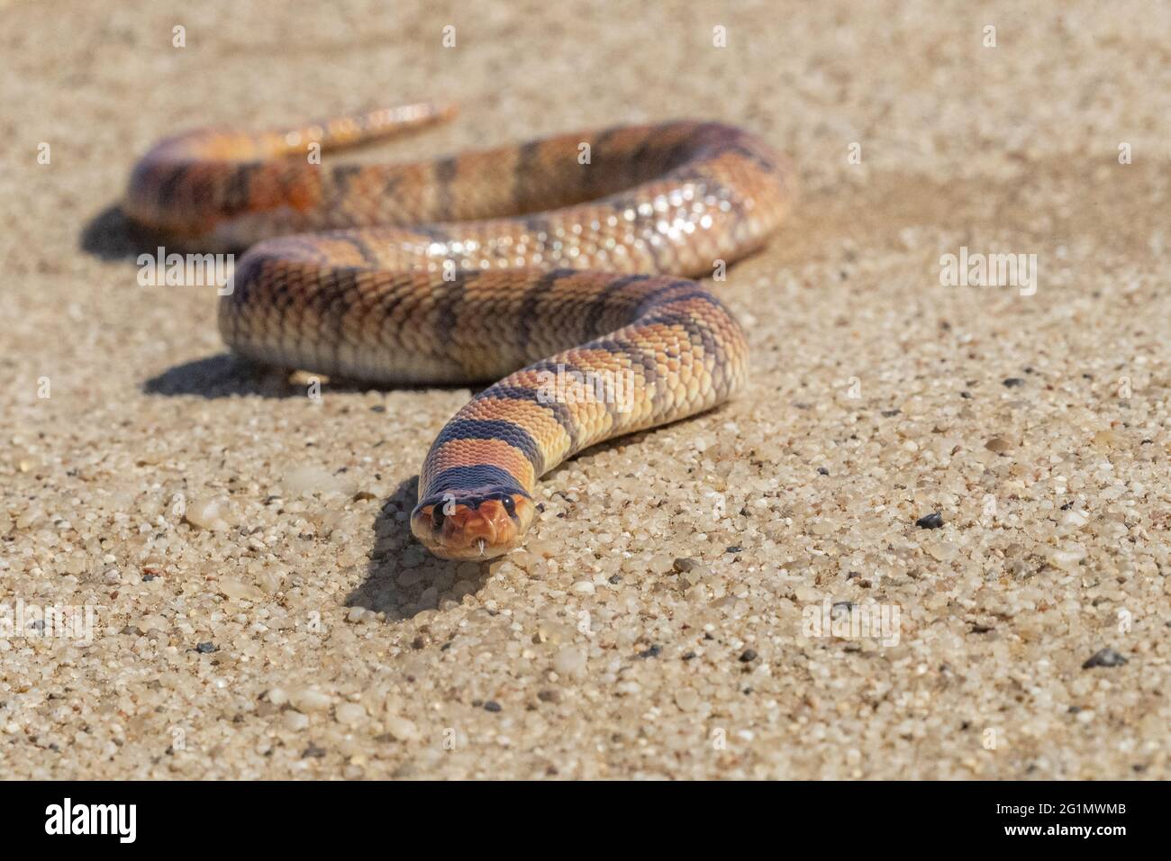 Namibie, Swakopmund, parc national de Dorob, serpent de Corail (Aspidelaps lubricus lubricicus) Banque D'Images