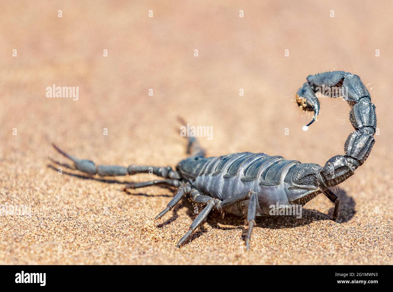 Namibie, Swakopmund, Parc national de Dorob, Scorpion à queue épaisse et à queue noire (Parabuthus villosus) Banque D'Images
