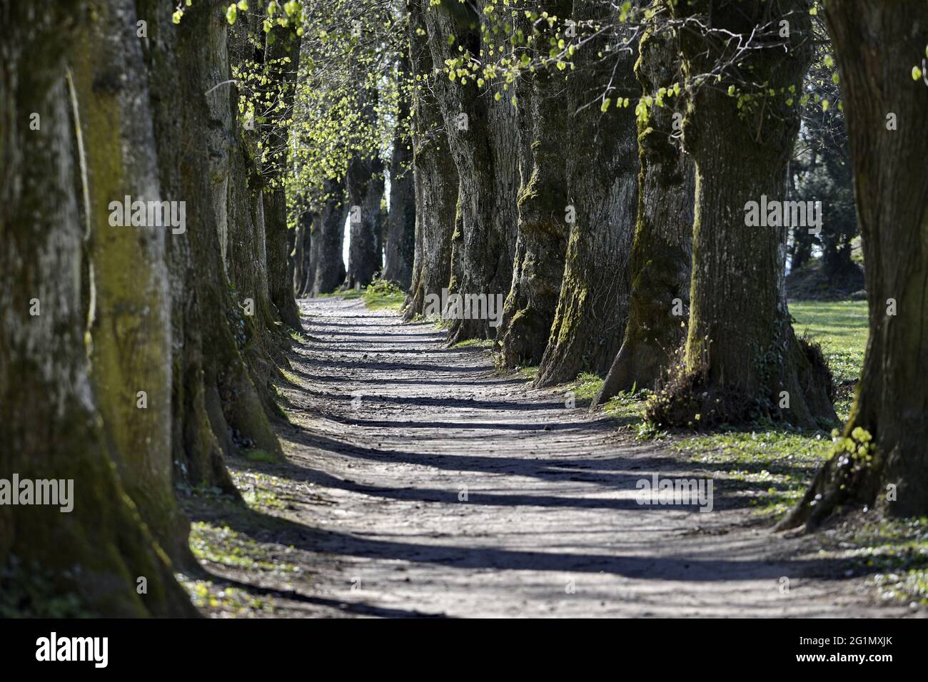 France, territoire de Belfort, Beaucourt, allée dans le parc du cèdre Banque D'Images