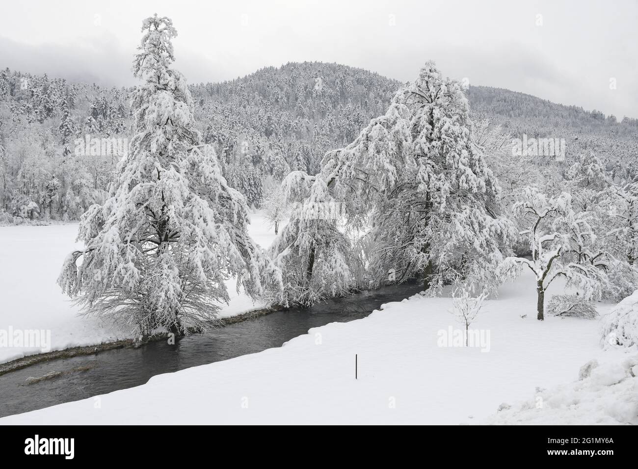 France, territoire de Belfort, montagnes des Vosges, hiver, neige, ruisseau, arbres Banque D'Images