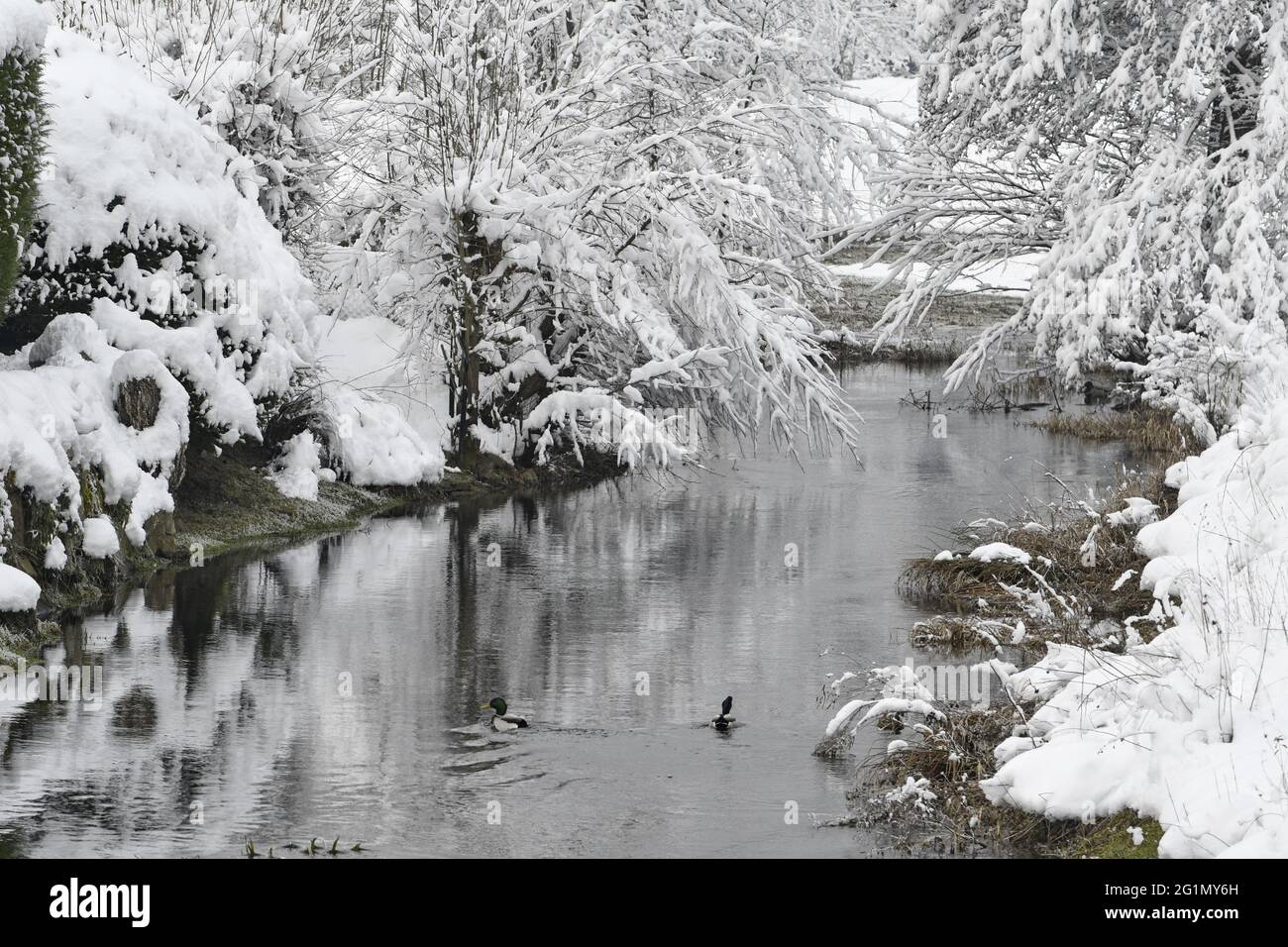 France, territoire de Belfort, montagnes des Vosges, hiver, neige, ruisseau, arbres Banque D'Images