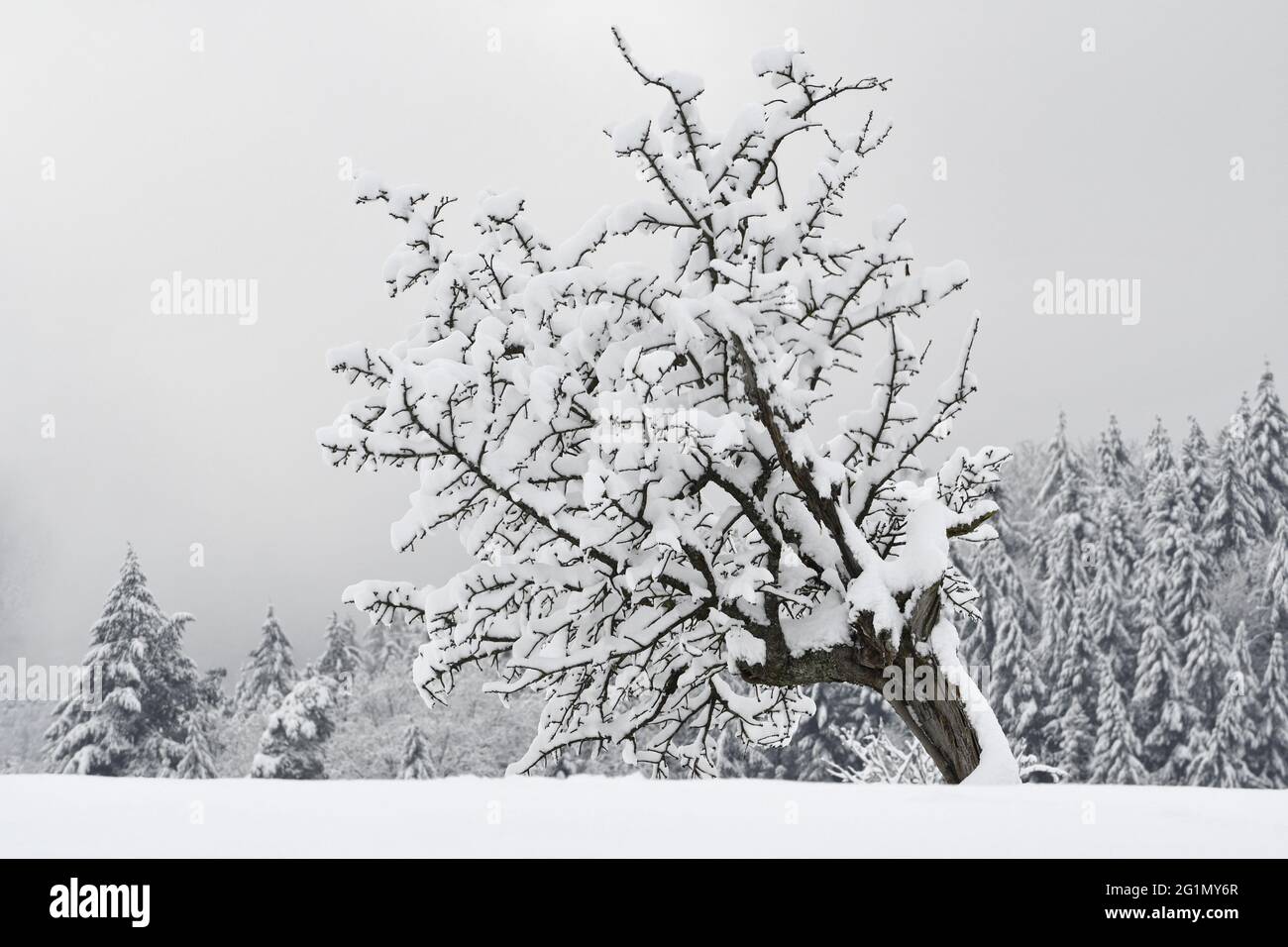 France, territoire de Belfort, montagnes des Vosges, hiver, neige, paysages, arbres Banque D'Images