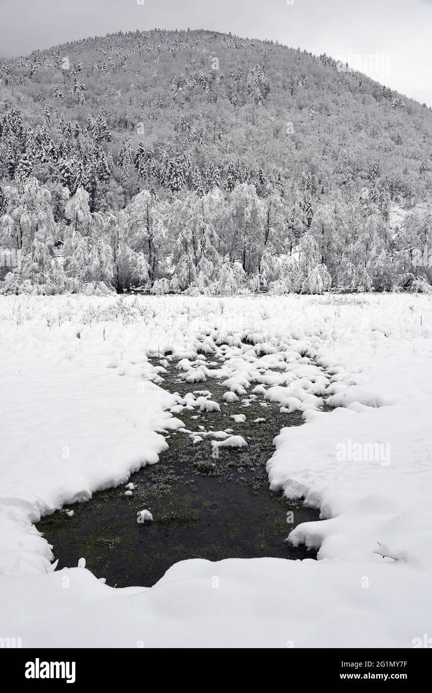 France, territoire de Belfort, montagnes des Vosges, hiver, neige, ruisseau, arbres Banque D'Images