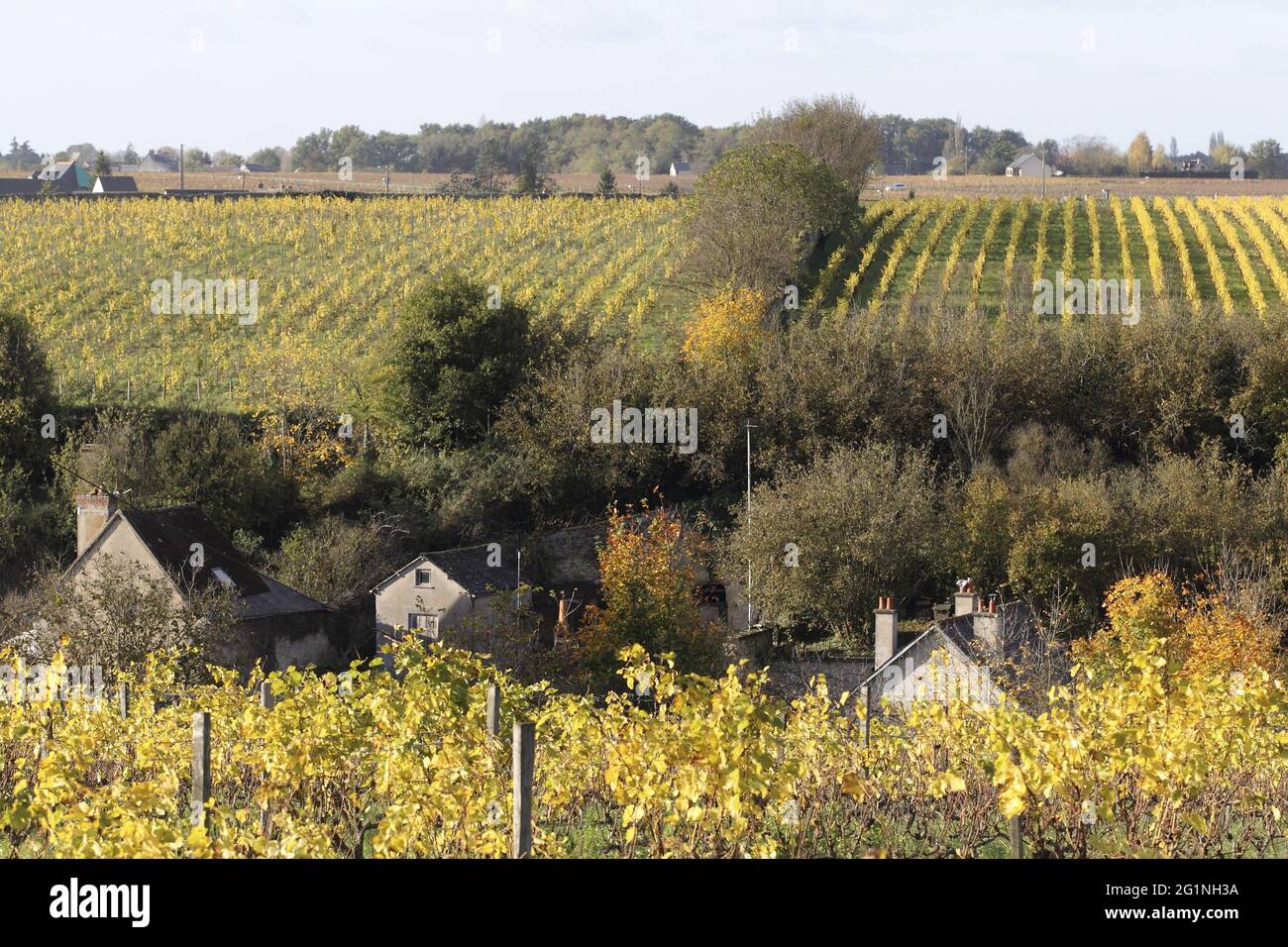 France, Indre et Loire, vallée de la Loire classée au patrimoine mondial par l'UNESCO, Vouvray, la colline et les vignes Banque D'Images