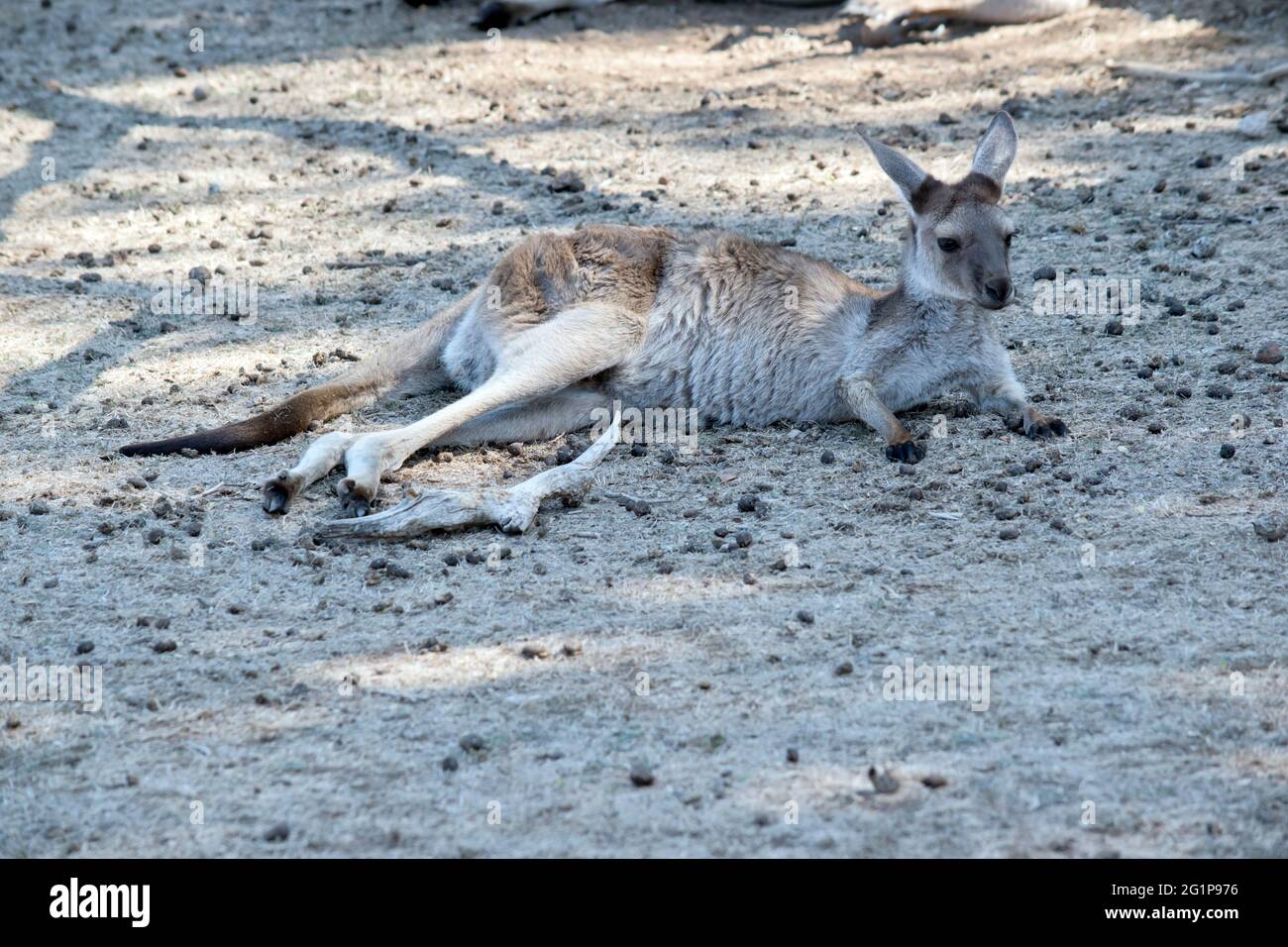 c'est un jeune kangourou gris occidental Banque D'Images