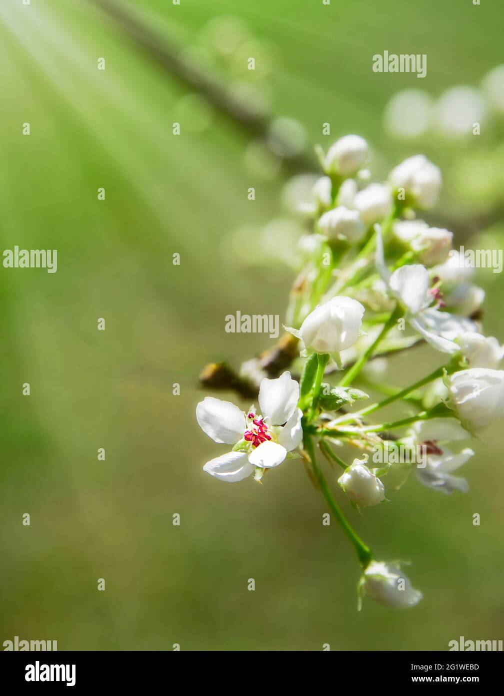 Jeune bourgeon de Callery Pear Tree avec un rayon de soleil Banque D'Images