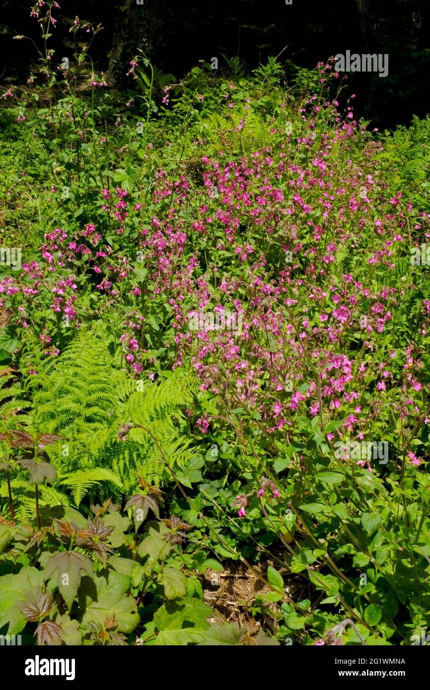 Une profusion de campons roses au printemps dans les bois près de l'estuaire de la rivière Avon, Aveton Gifford, South Hams, South Devon, Royaume-Uni Banque D'Images