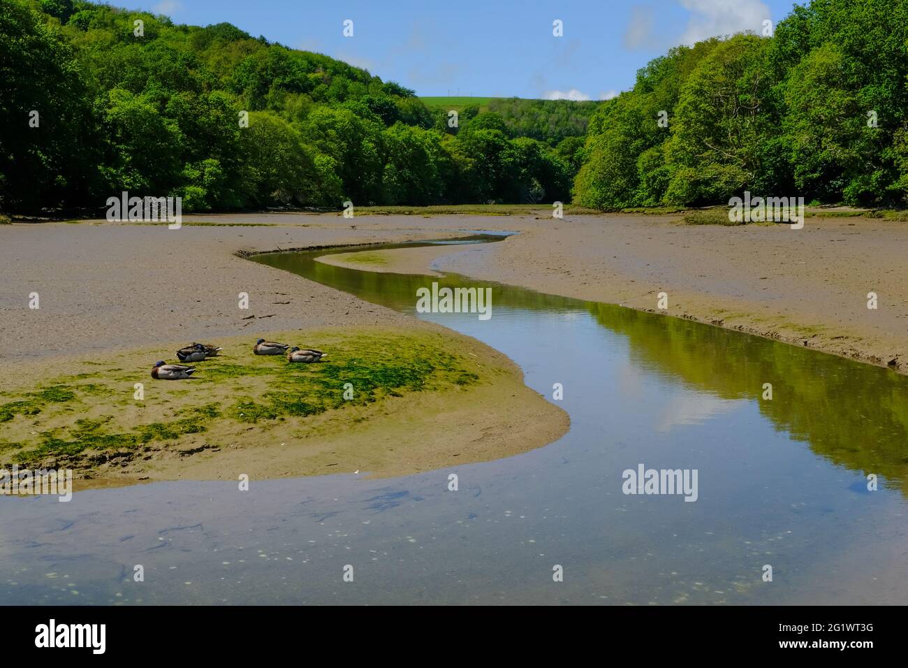Quatre canards endormis sur les vasières du ruisseau à marée basse, au large de l'estuaire de la rivière Avon, Aveton Gifford, South Devon, Royaume-Uni Banque D'Images