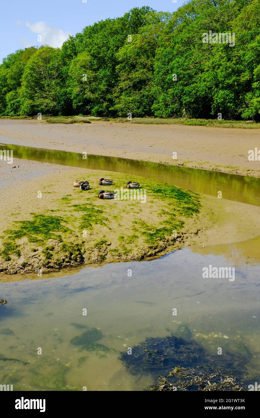 Quatre canards endormis sur les vasières du ruisseau à marée basse, au large de l'estuaire de la rivière Avon, Aveton Gifford, South Devon, Royaume-Uni Banque D'Images