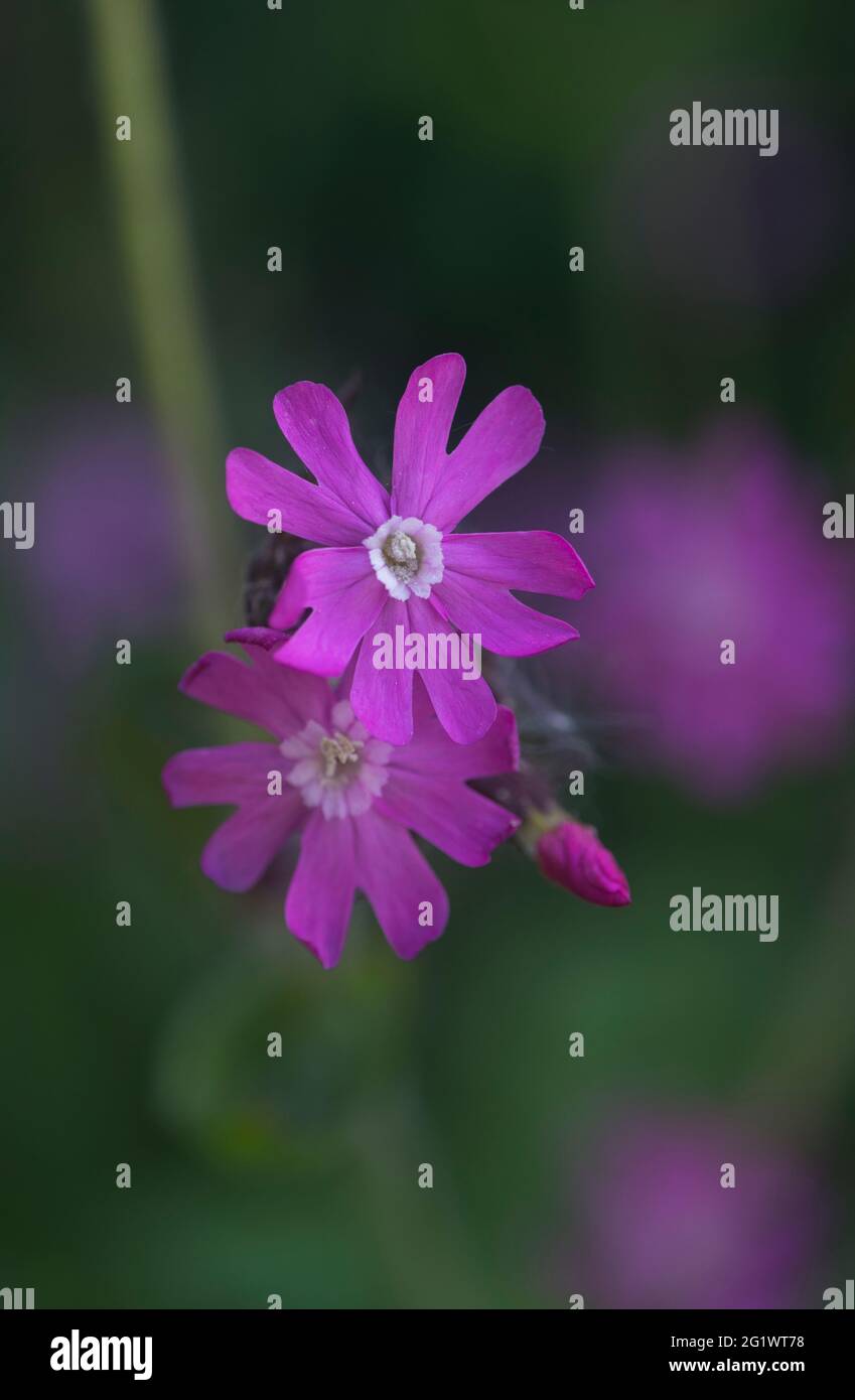 Fleurs du campion rouge (Silene dioica) Banque D'Images