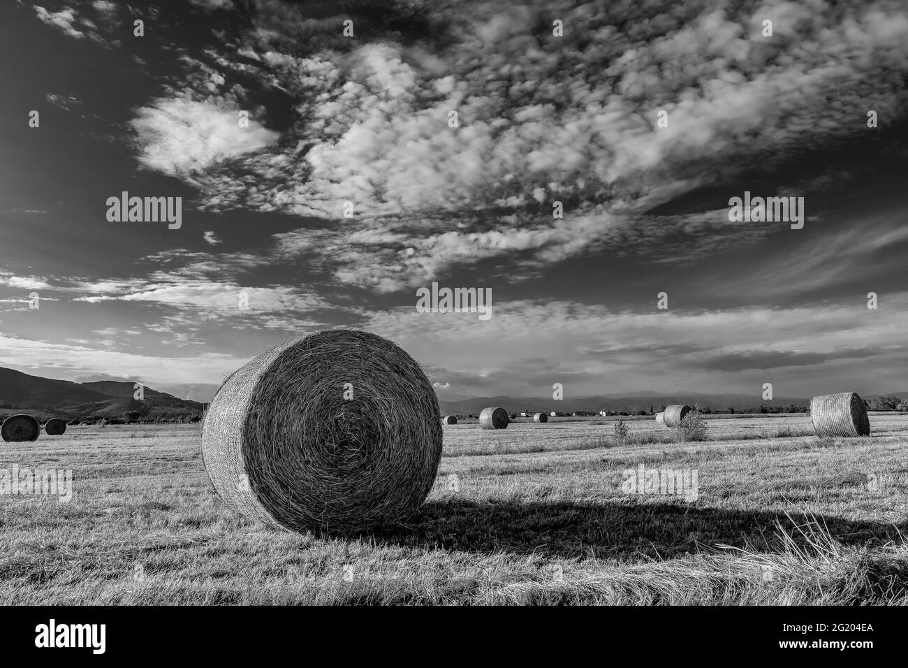 Vue en noir et blanc des balles de foin dans un champ dans la province de Pise, en Italie, au coucher du soleil Banque D'Images