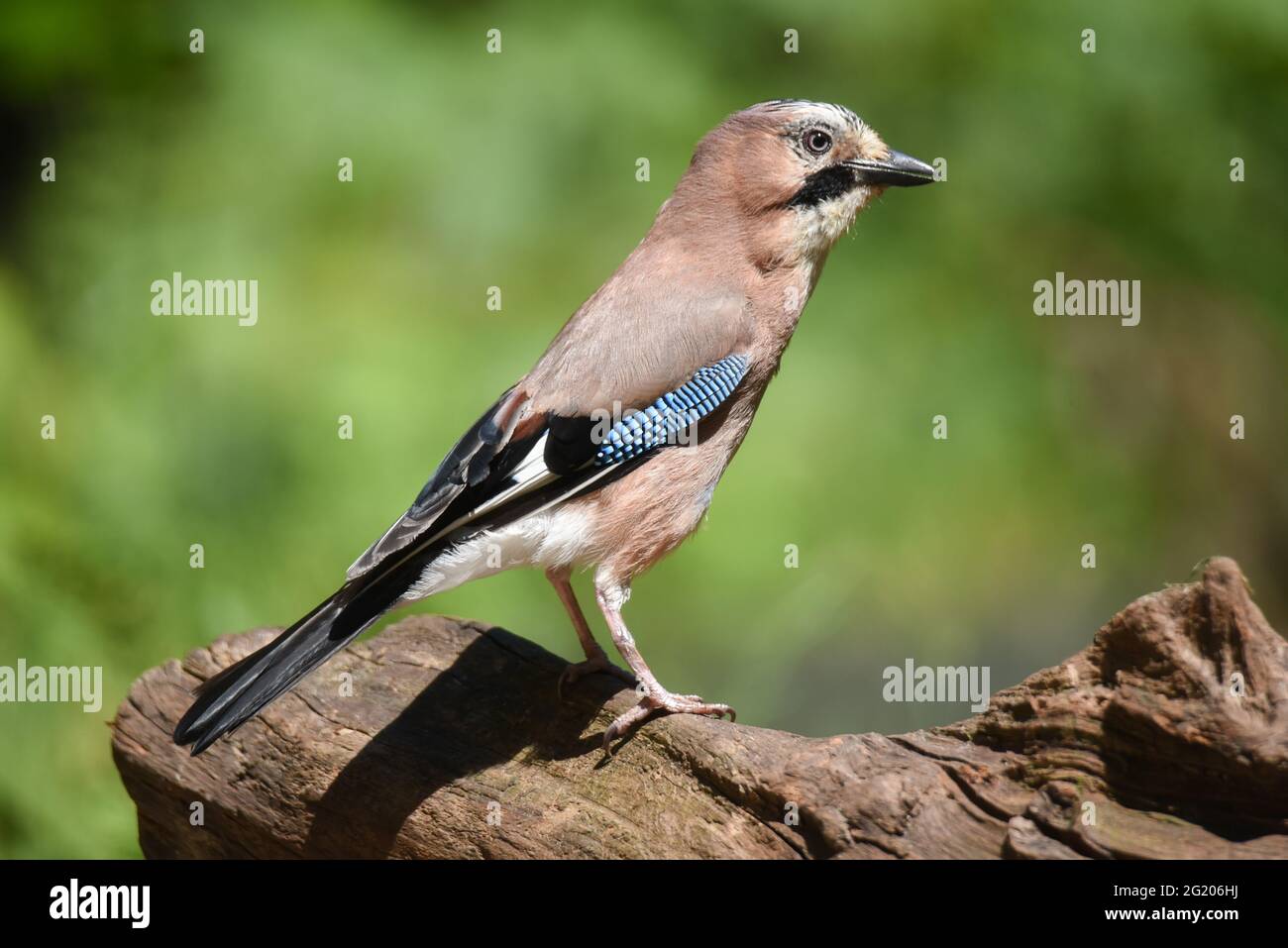 Un jay reposant sur une branche d'arbre. Photo haute qualité. Gros plan Banque D'Images