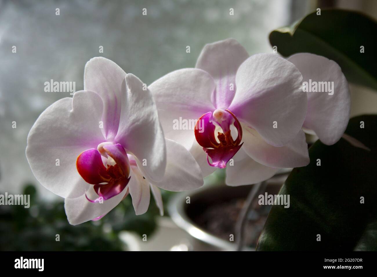 Fleurs de Phalaenopsis aux pétales blancs violets gros plan Banque D'Images