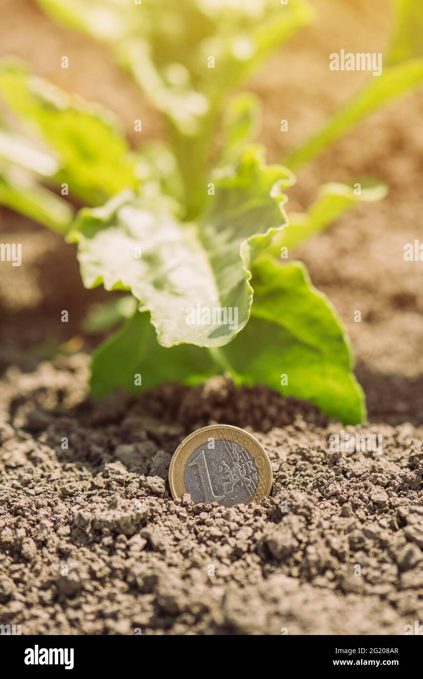 Culture de betterave à sucre profit, image conceptuelle avec euro coin et récoltes dans le champ, foyer sélectif Banque D'Images