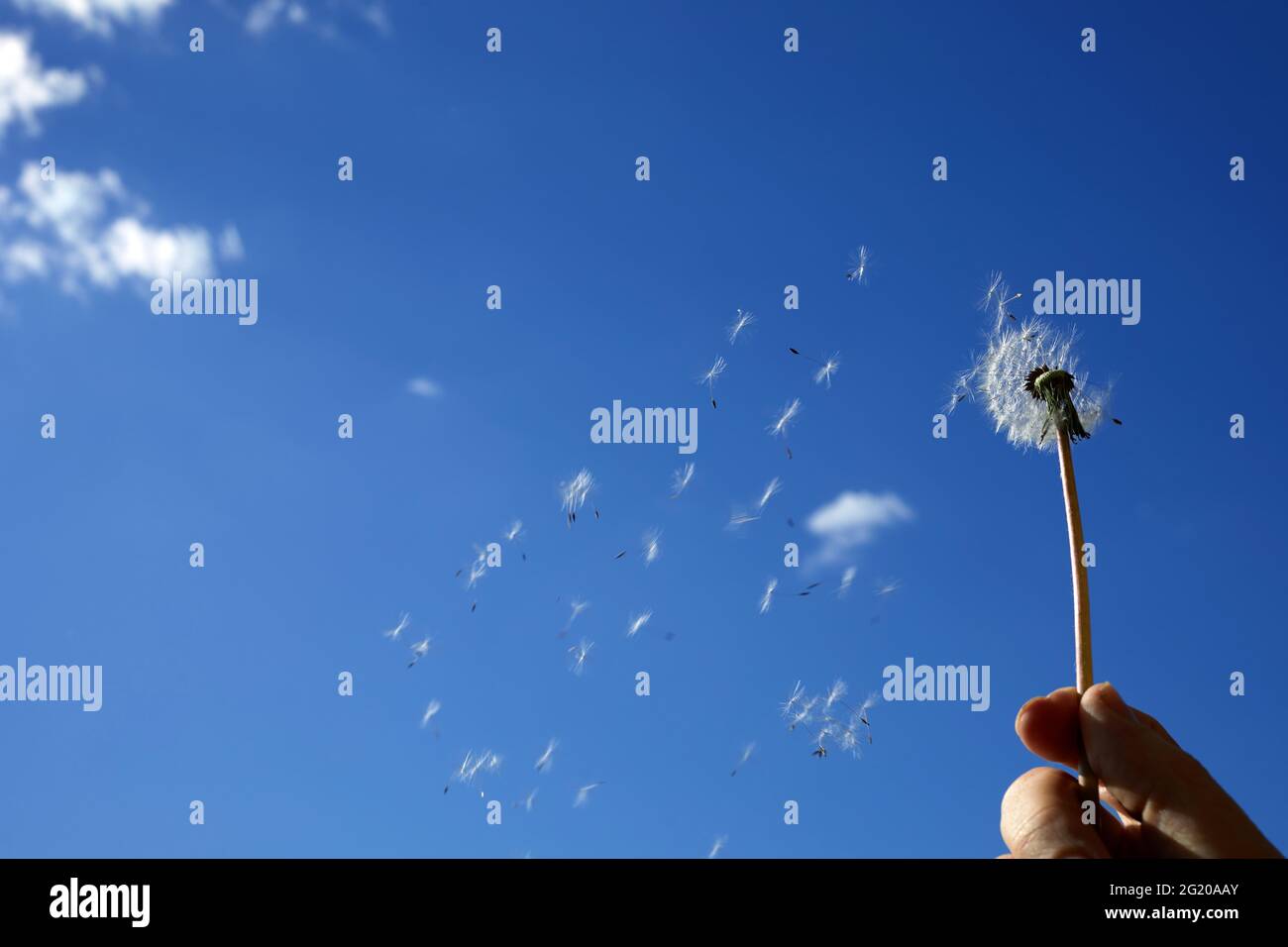 Fleurs de pissenlit étalant des graines flottantes sur le ciel bleu. Le concept de liberté, les rêves de l'avenir. Banque D'Images Fleurs de pissenlit étalant des graines flottantes sur le ciel bleu. Le concept de liberté, les rêves de l'avenir. Banque D'Images