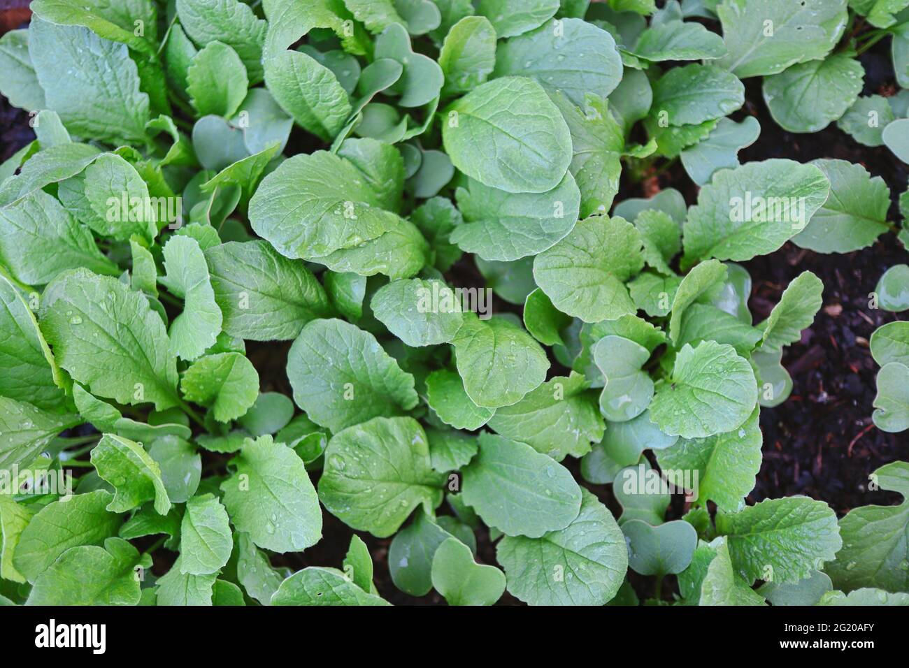Feuilles vertes de haut en bas de l'usine de radis dans le jardin. Vue de dessus de jeune Radish en pleine croissance. Banque D'Images