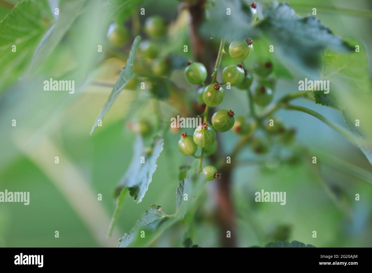Jeunes baies vertes de Ribes rubrum dans le jardin. Belle plante de groseille peu mûre dehors. Banque D'Images