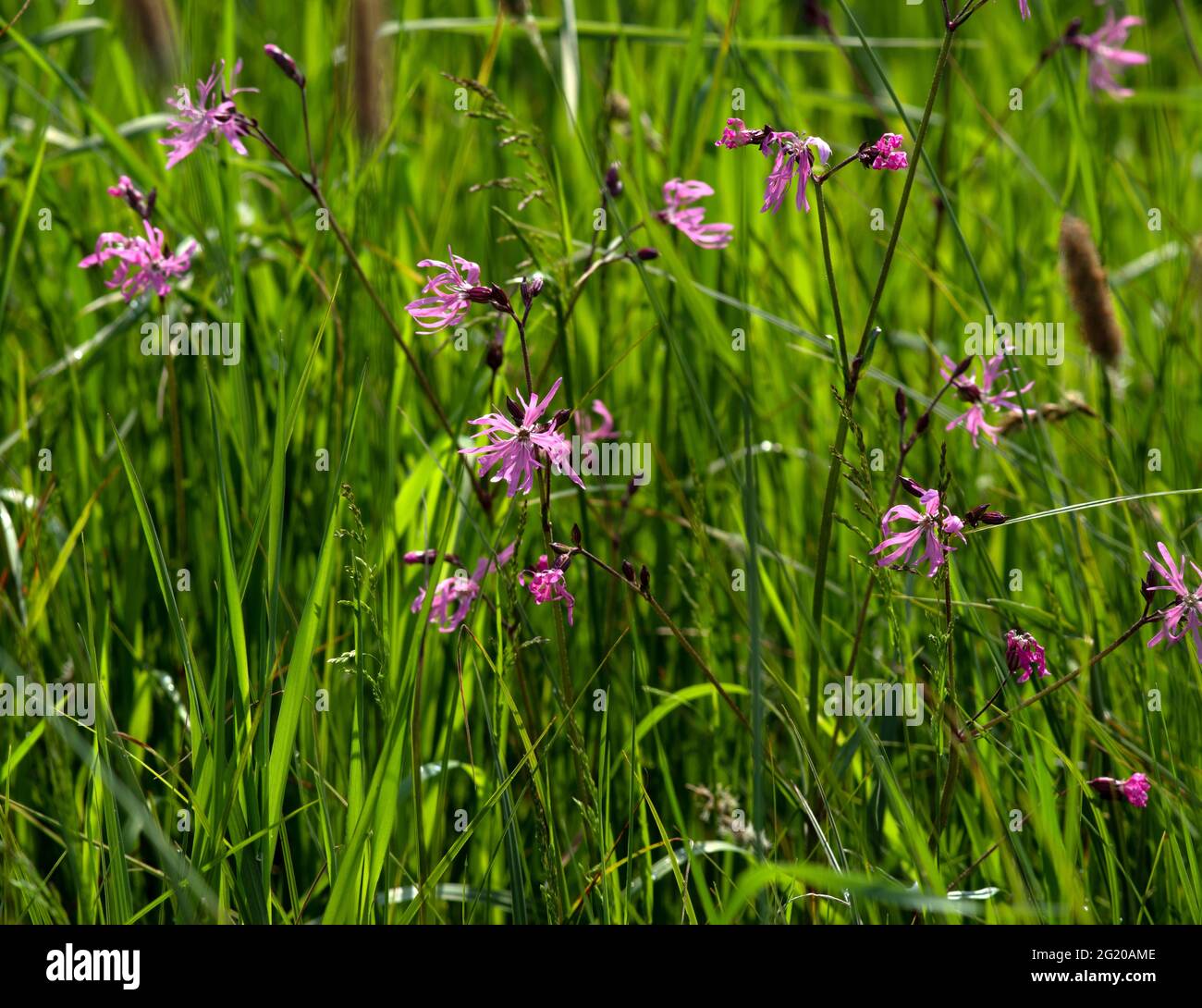 Robin déchiquetée, Silene flos-cuci Banque D'Images
