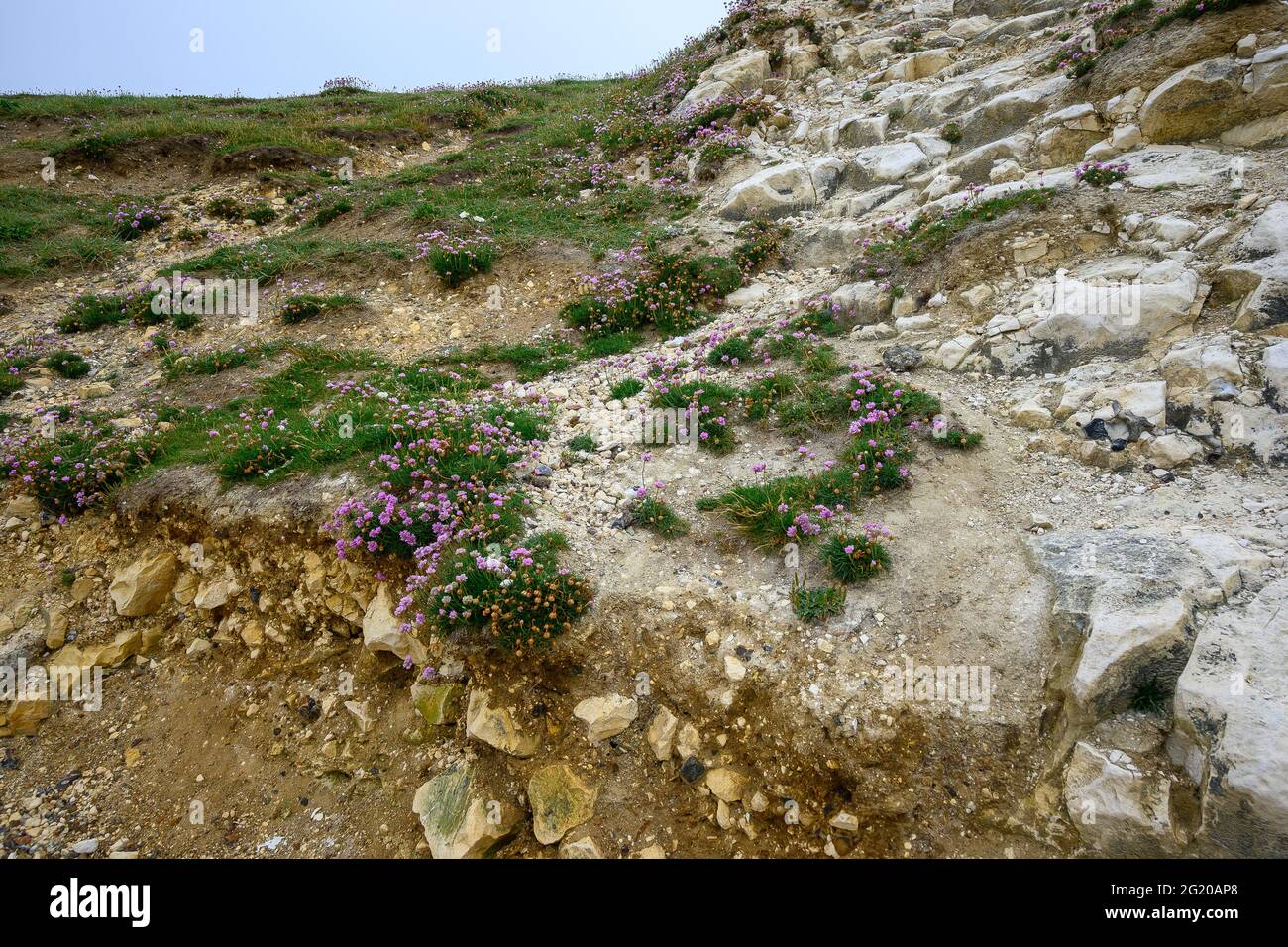 Les plantes de Sea Thrift (Armeria maritima splendens) poussent sur la falaise à Seaford, dans l'est du Sussex Banque D'Images