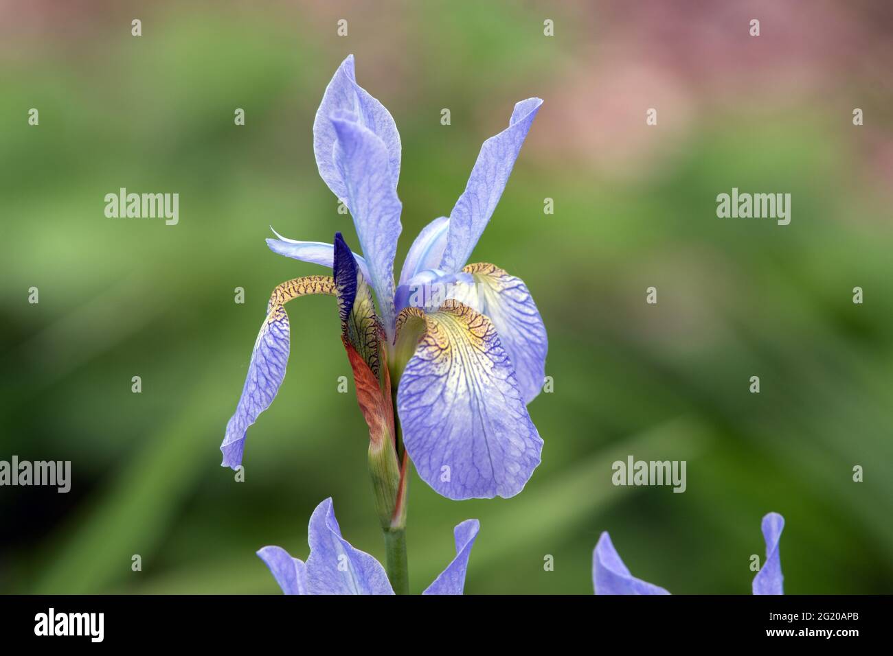 Iris sibirica 'Ottawa' Banque D'Images