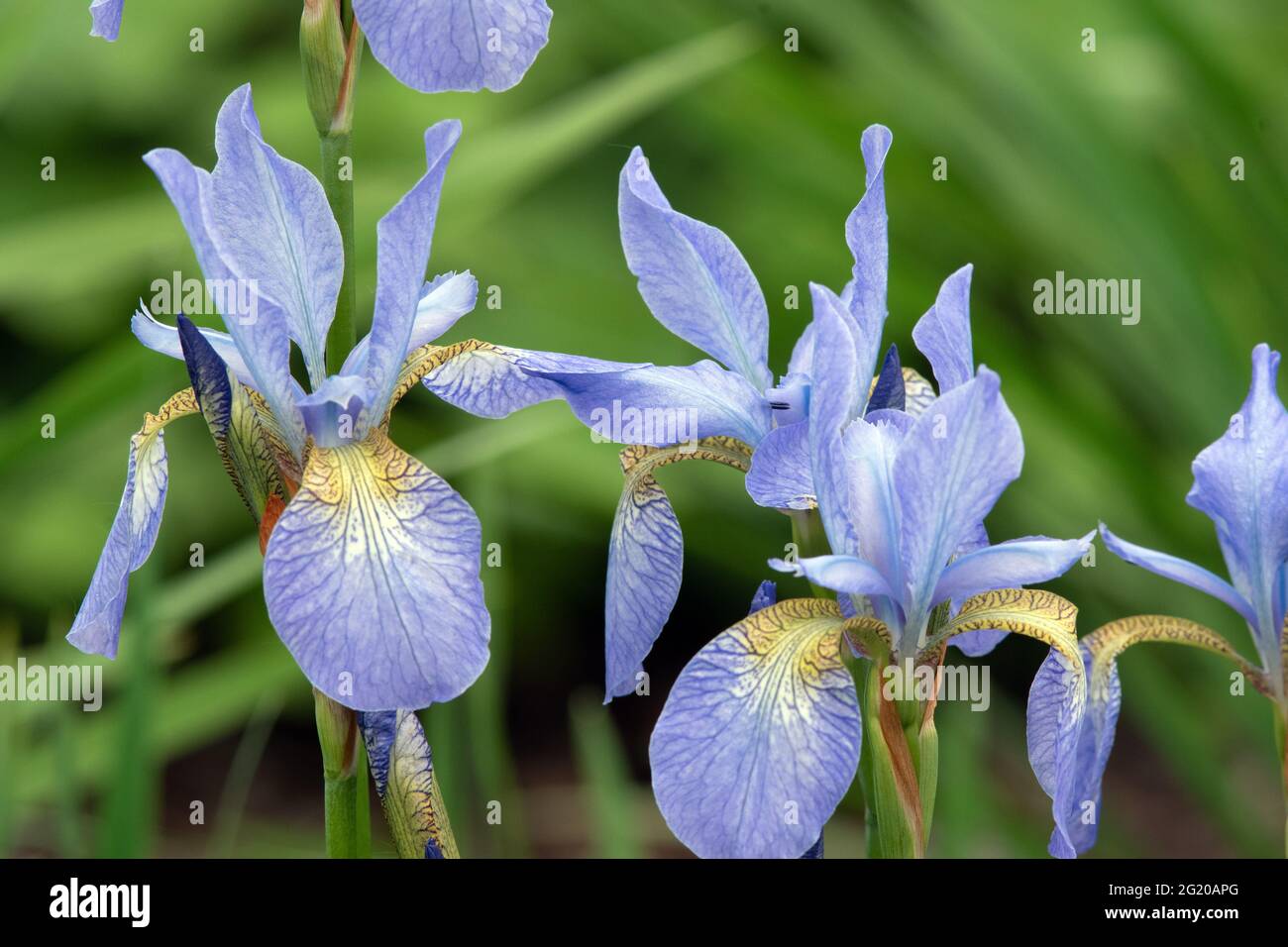 Iris sibirica 'Ottawa' Banque D'Images
