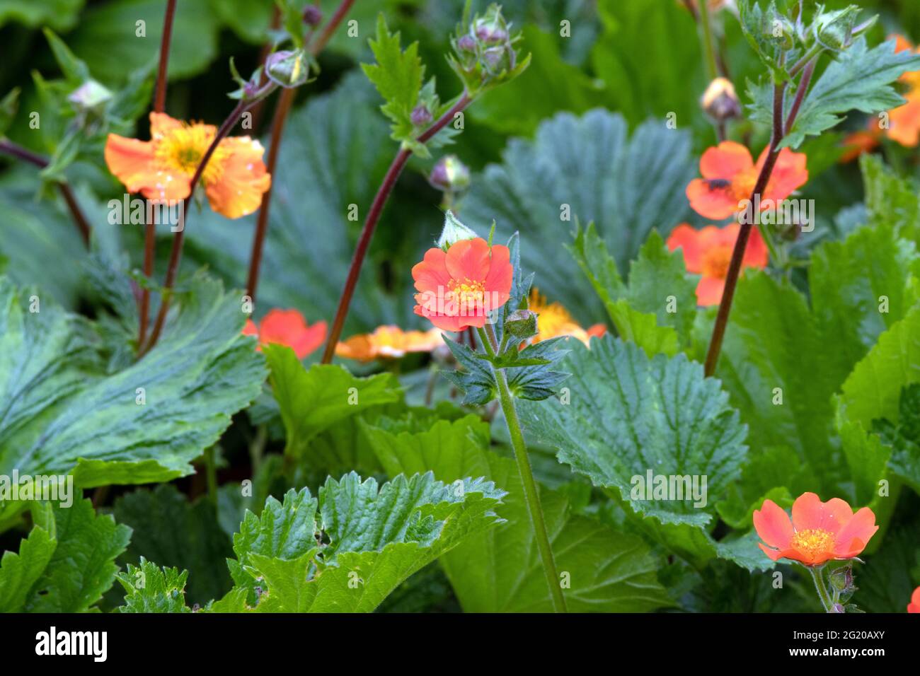 Geum coccineum « Reine de l'orange » Banque D'Images