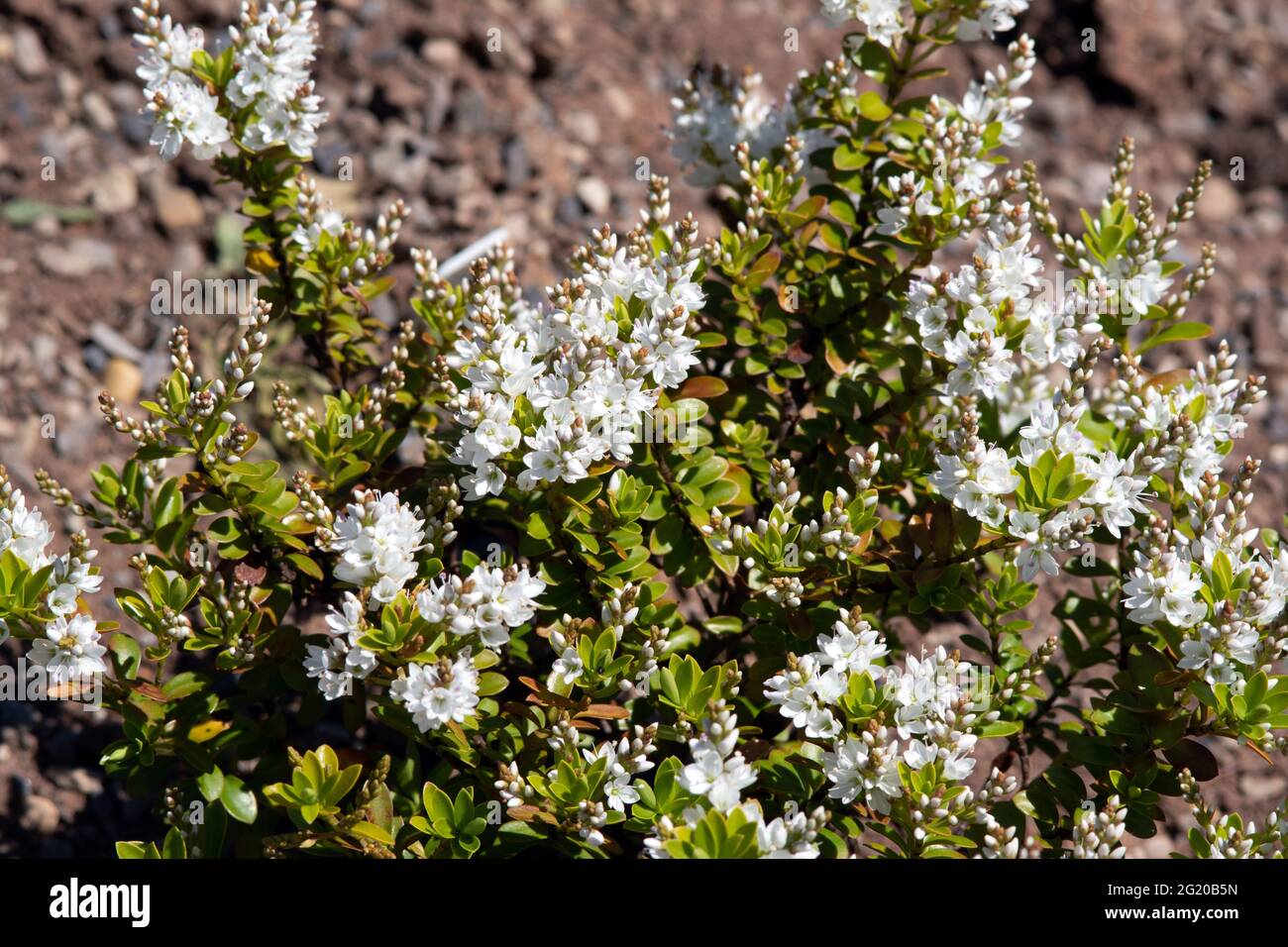 Veronica vernicosa Banque D'Images