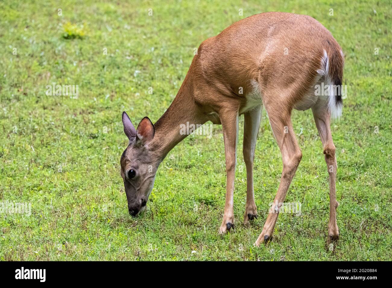 Cerf sauvage à queue blanche (Odocoileus virginianus) qui boit sur la pelouse d'une résidence privée à Roswell, en Géorgie, près de la rivière Chattahoochee. (ÉTATS-UNIS) Banque D'Images