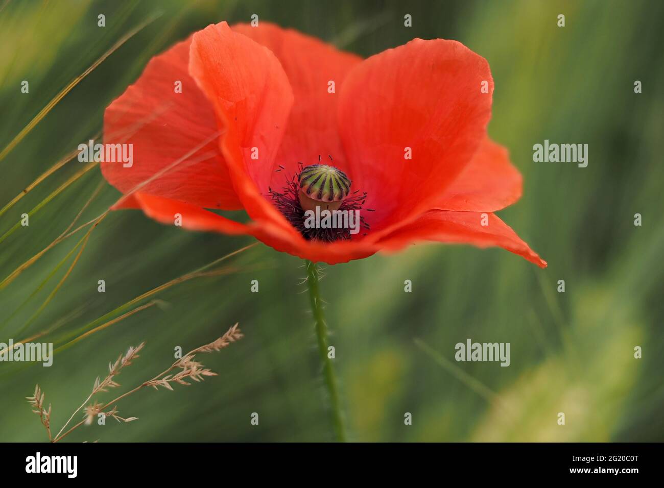 champ de fleurs de pavot rouge déplacé par le vent Banque D'Images