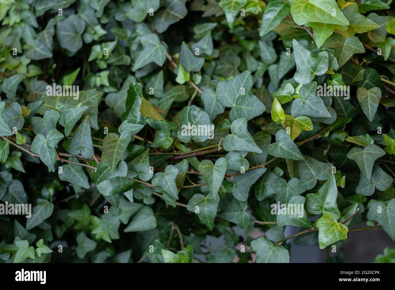 La lierre commune ou Hedera Helix est une plante de vigne à feuilles persistantes qui s'accroche et monte. Banque D'Images