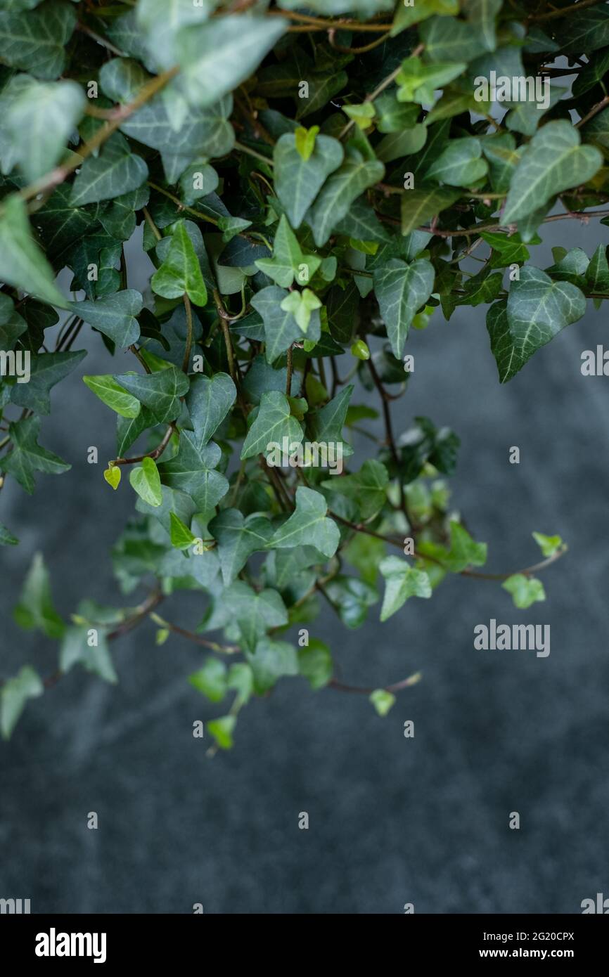 La lierre commune ou Hedera Helix est une plante de vigne à feuilles persistantes qui s'accroche et monte. Banque D'Images