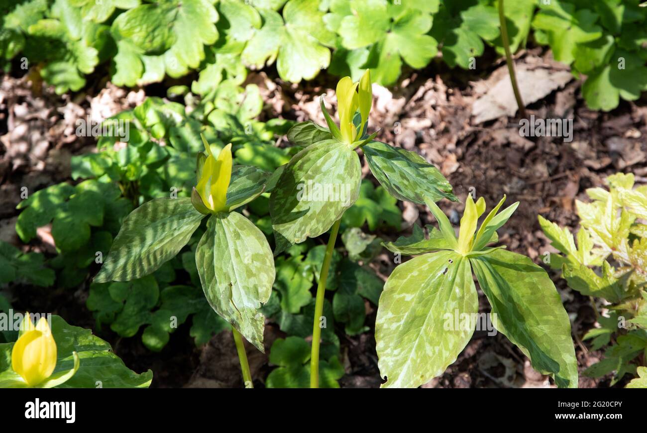 Trillium lutéum, bois jaune trillium Banque D'Images Trillium lutéum, bois jaune trillium Banque D'Images