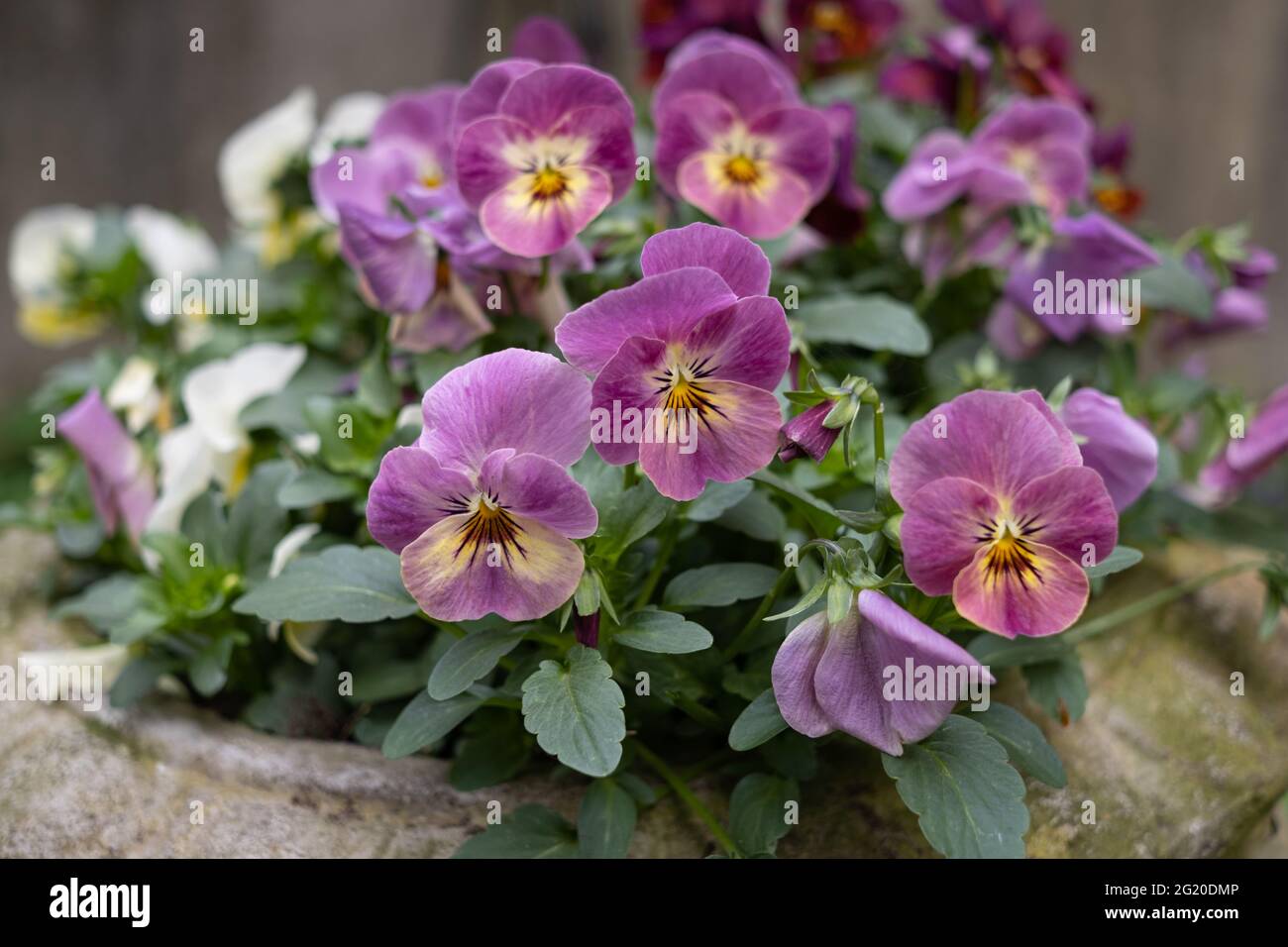 Pansies colorées dans un vase de jardin ancien Banque D'Images