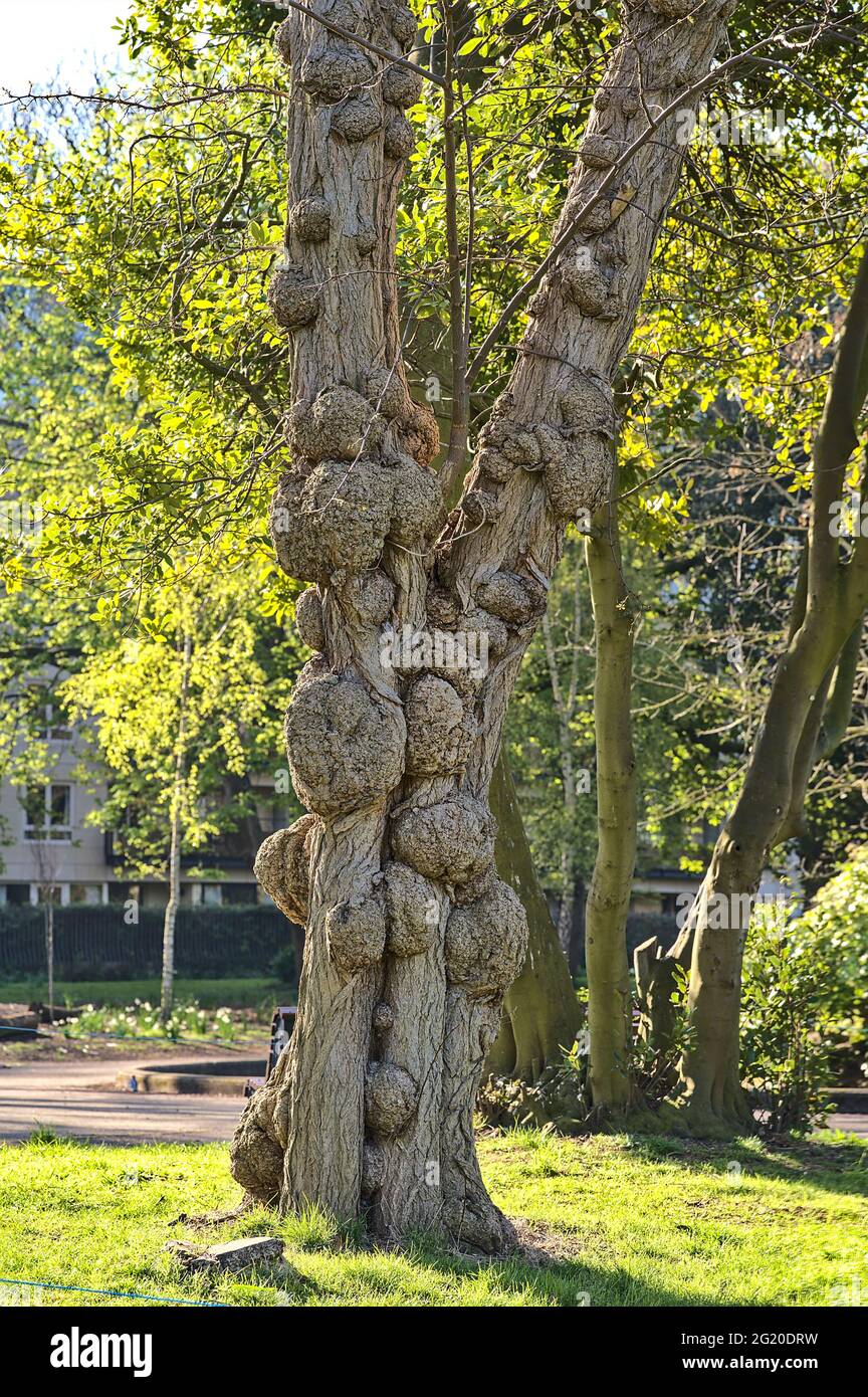 Vue en gros plan verticale d'une forte excrescence sur le tronc des arbres contre les arbres à feuilles vertes de printemps dans le parc Hebert, Dublin, Irlande. Arbre malade Banque D'Images