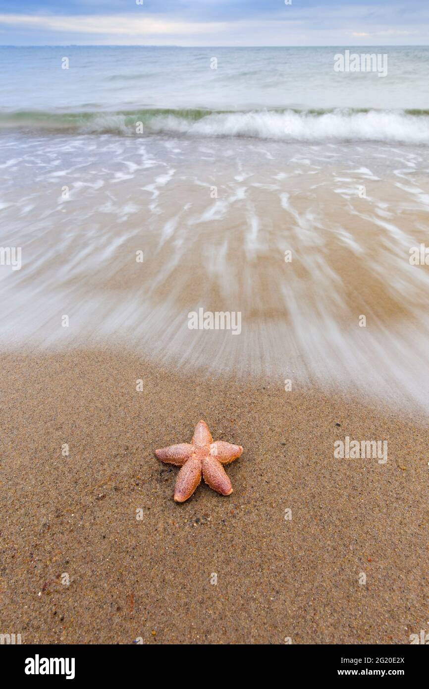 Étoiles de mer communes mortes / étoiles de mer communes / étoiles de mer à sucre (Asterias rubens) lavées à terre sur la plage de sable le long de la côte de la mer du Nord Banque D'Images