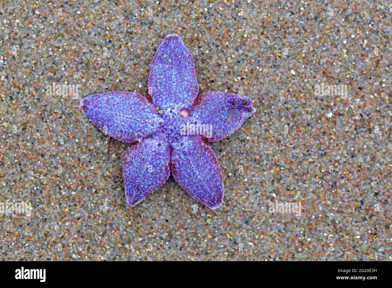 L'étoile de mer commune violet mort / étoile de mer commune violet / l'étoile de mer à sucre (Asterias rubens) a lavé le minerai de mer sur la plage le long de la côte de la mer du Nord Banque D'Images