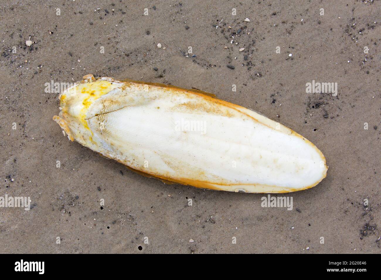 Seiche échoués sur une plage de sable fin, d'organes et de la flottabilité de la coquille interne commun européen / cuttles la seiche (Sepia officinalis) Banque D'Images