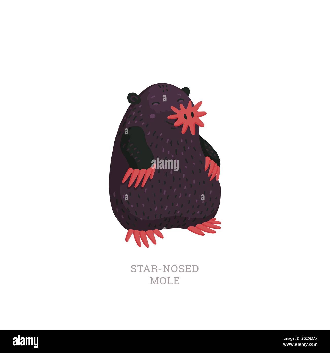 Condylura cristata Banque d