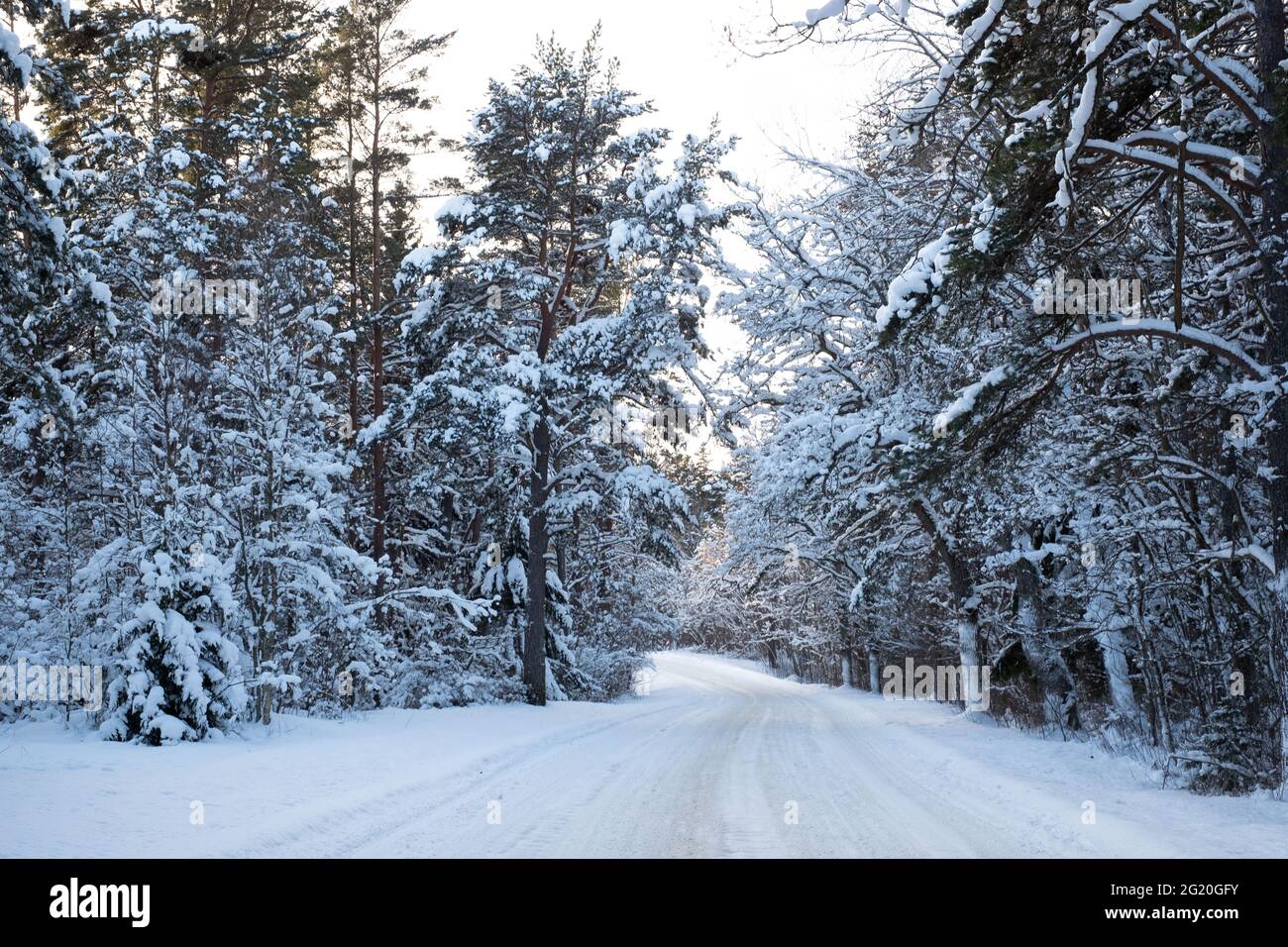 Paysage d'hiver blanc incroyable. Jour d'hiver ensoleillé. Banque D'Images