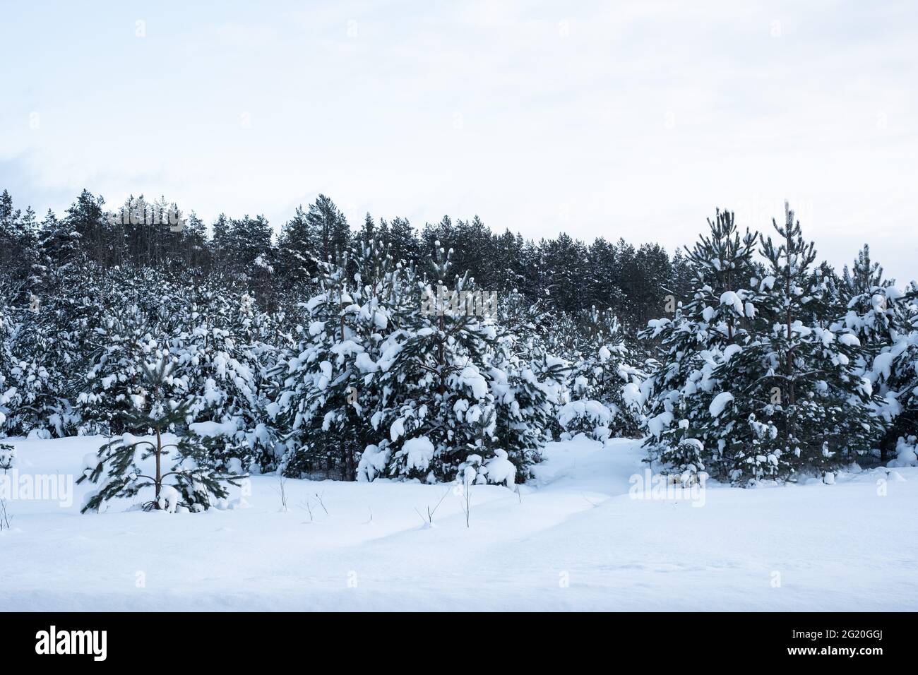 Paysage d'hiver blanc incroyable. Jour d'hiver ensoleillé. Banque D'Images